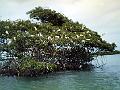 25 - Mangrove 049